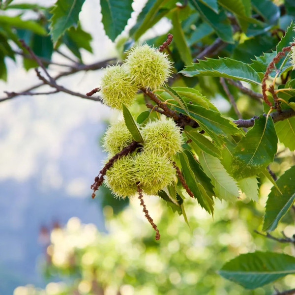 眼表眼角膜,希瑪瑞視眼科,上海眼科醫(yī)院