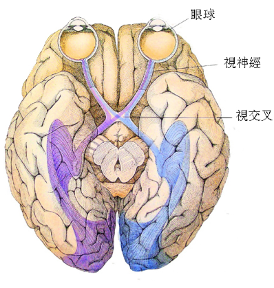 青光眼,希瑪瑞視眼科,上海眼科醫院