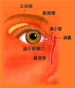 眼眶病,希瑪瑞視眼科,上海眼科醫院 眼眶病,希瑪瑞視眼科,上海眼科醫院
