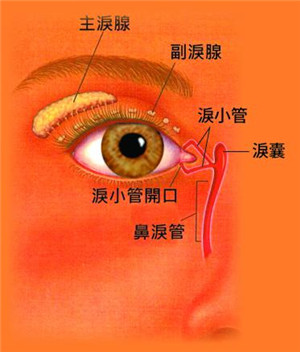 眼眶病,希瑪瑞視眼科,上海眼科醫院 眼眶病,希瑪瑞視眼科,上海眼科醫院