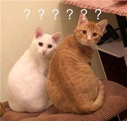 玻璃體視網膜,希瑪瑞視眼科,上海眼科醫院