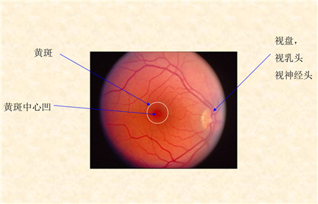 玻璃體視網(wǎng)膜,?，斎鹨曆劭?上海眼科醫(yī)院